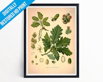 Sessile Oak Botanical Print Illustration Art - A5 A4 A3 - Kohler's Medicinal Plants - Professionally Printed Botanical Poster Print