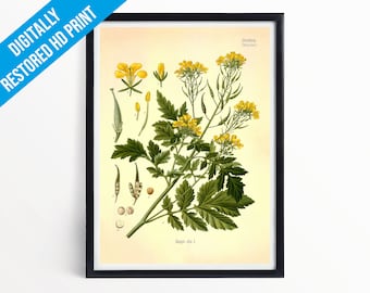 White Mustard Botanical Print Illustration Art - A5 A4 A3 - Kohler's Medicinal Plants - Professionally Printed Botanical Poster Print