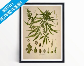 Cannabis Botanical Print Illustration Art - A5 A4 A3 - Kohler's Medicinal Plants - Professionally Printed Botanical Poster Print