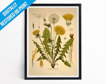 Dandelion Botanical Print Illustration Art - A5 A4 A3 - Kohler's Medicinal Plants - Professionally Printed Botanical Poster Print