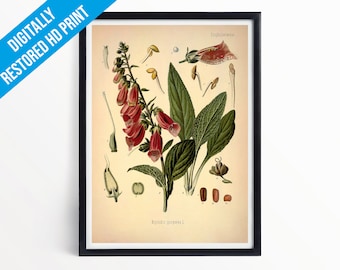 Foxglove Botanical Print Illustration Art - A5 A4 A3 - Kohler's Medicinal Plants - Professionally Printed Botanical Poster Print