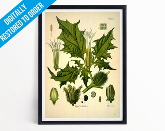 Devil's Trumpet Botanical Print Illustration Art - A5 A4 A3 - Kohler's Medicinal Plants - Professionally Printed Botanical Poster Print