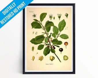 Alder Buckthorn Botanical Print Illustration Art - A5 A4 A3 - Kohler's Medicinal Plants - Professionally Printed Botanical Poster Print