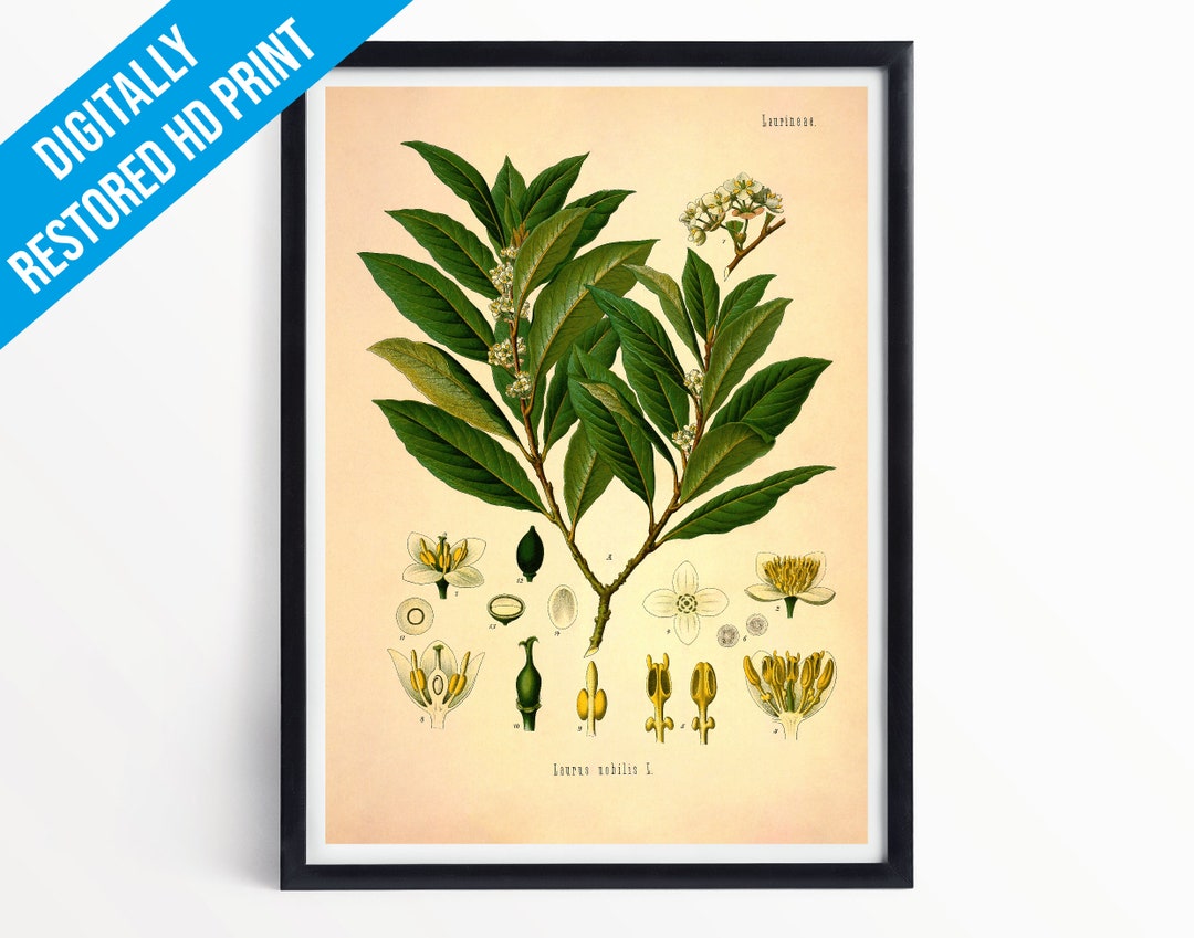 Bay Leaf Tree Botanical Print Illustration Art A5 A4 A3 Etsy