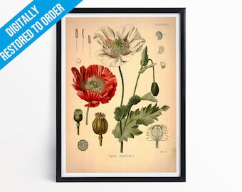 Impression d'illustration botanique pavot - A5 A4 A3 - plantes médicinales de Kohler - impression d'affiche botanique imprimée professionnellement