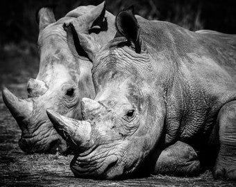 Rhinoceros, Safari Animal Prints, Safari Nursery Animal Prints, Rhinoceros photography, Wall Art, Zoo Jungle Theme, Photography Prints