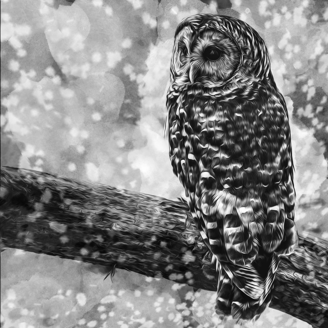 Woodland Animal Nursery Prints Woodland Animal Prints Owl Etsy