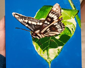 Lorquin's Admiral Butterfly 6.25"x6.25" oil on panel