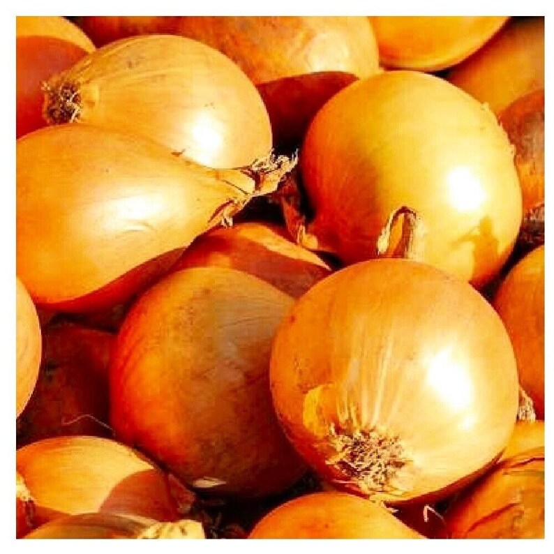 50 Seeds Utah Yellow Sweet Spanish Onion Seeds NONGMO Etsy