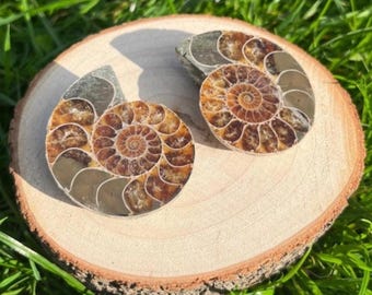 Polished Ammonite Fossil Halves Pair, Natural Stone