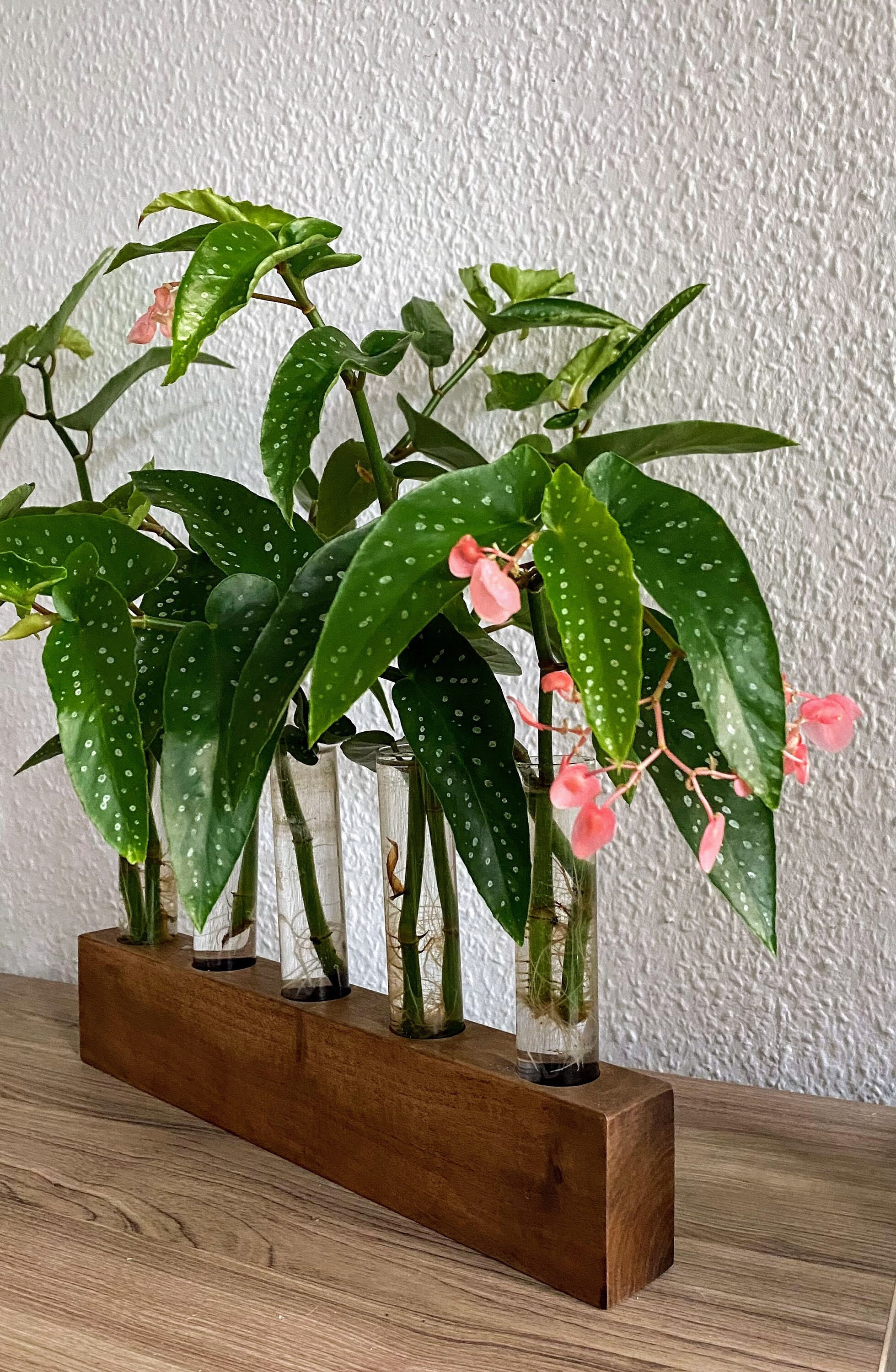 Begonia Tamaya planta vástago rareza recorte esquejes planta - Etsy España