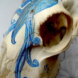 May include: A white animal skull with a blue and gold design painted on it. The design features intricate swirls and patterns. The skull is tilted to the side, revealing the inside of the skull.
