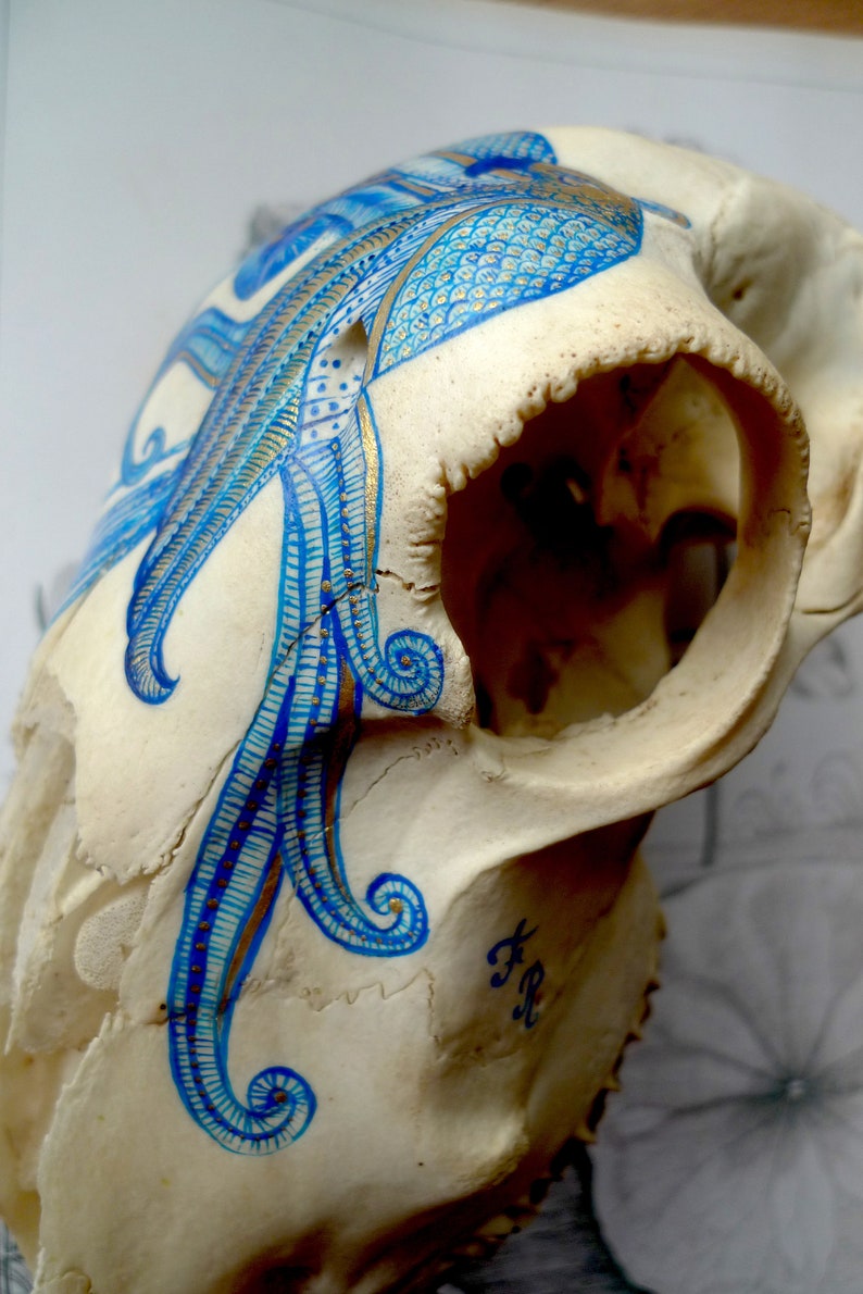 May include: A white animal skull with a blue and gold design painted on it. The design features intricate swirls and patterns. The skull is tilted to the side, revealing the inside of the skull.