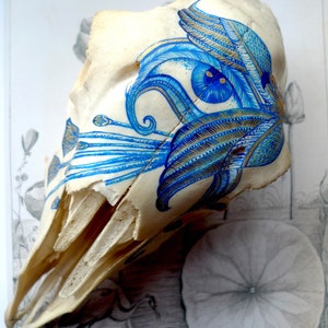 May include: A white animal skull with a blue and gold painted design. The design features intricate floral patterns and swirls.