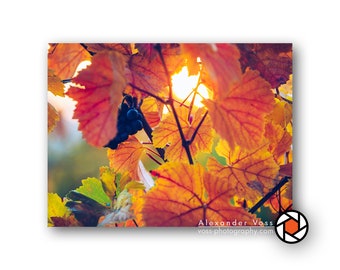 Weinberg Bild auf Leinwand - Rotes Weinlaub im Herbst - Aufhängefertiges Wandbild, keine extra Rahmung nötig - Fotokunst direkt vom Künstler