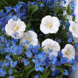 Könnte beinhalten: Nahaufnahme eines Blumenarrangements mit weißen und blauen Blüten. Das Bild zeigt große, weiße, blütenblattförmige Blüten mit gelben Zentren, umgeben von Clustern kleiner, leuchtend blauer Blüten und grünem Laub.