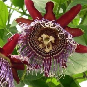 Giant Granadilla Passion Fruit Flower - 12" plant - 4" pot