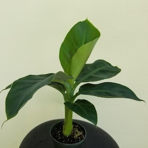 May include: A small banana plant in a black pot. The plant has several large, dark green leaves and a light green stem. The top leaf is partially unfurled, revealing a lighter green interior. The plant is set against a light yellow background.