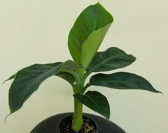 Musa Truly Tiny Banana Plant -  Cute 7" plant.
