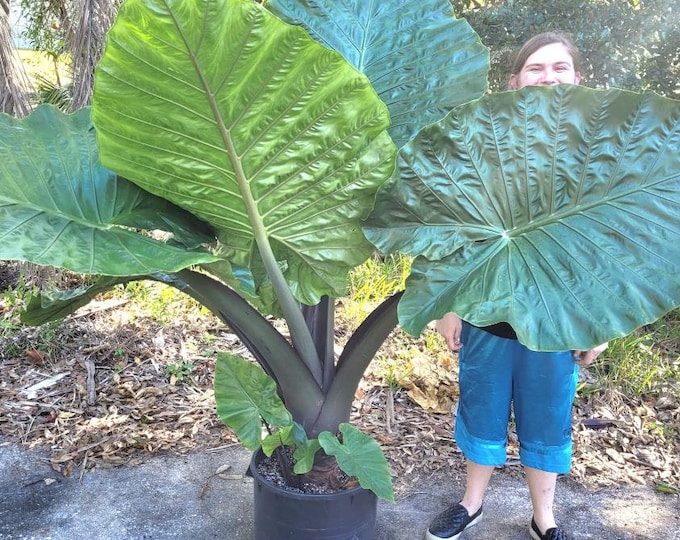 Alocasia 'Dark Star- Beautiful 14" Elephant Ear Plant - 4" pot