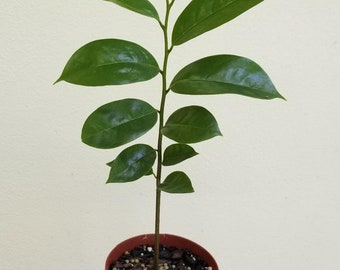 Soursop Fruit Tree For Sale / 17 Soursop Ideas Fruit Trees Plants Fruit Plants - Soursop (annona muricata) is another cherimoya relative.