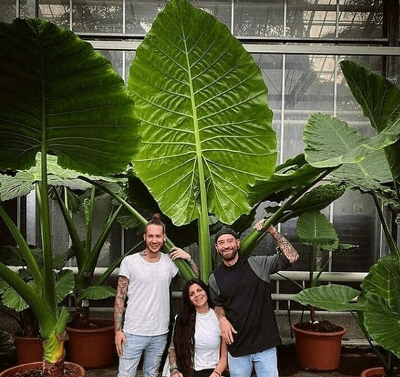 Gets Huge alocasia Borneo King Beautiful Tropical Etsy