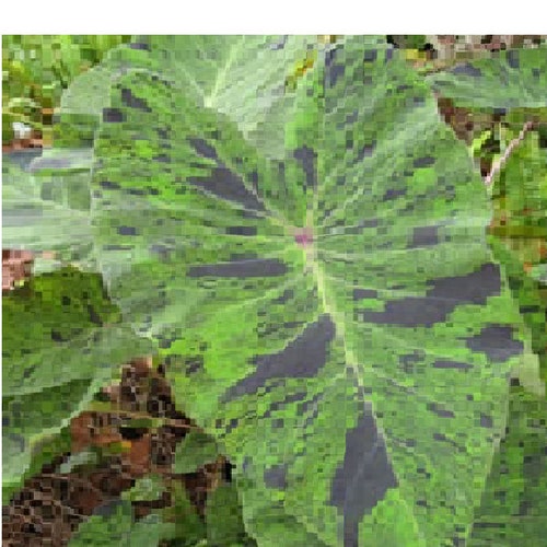 10 Alocasia zebrina Etsy UK