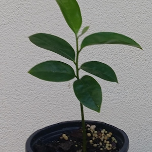May include: A small potted plant with vibrant green leaves. The plant has a slender stem and is in a black plastic pot. The leaves are oval-shaped and arranged along the stem. The pot contains soil and small, light-colored granules.