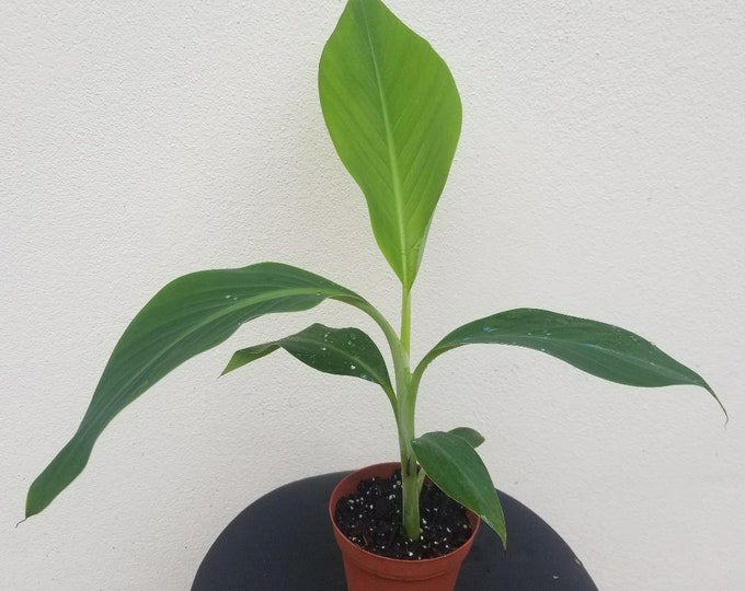 Musa Basjoo Fully Hardy Banana Fruit Tree 60-90cm Tall in a 5 Litre Pot