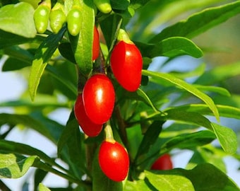 Goji Berry Plants (Lycium barbarum) -  6" Plant - 4" pot
