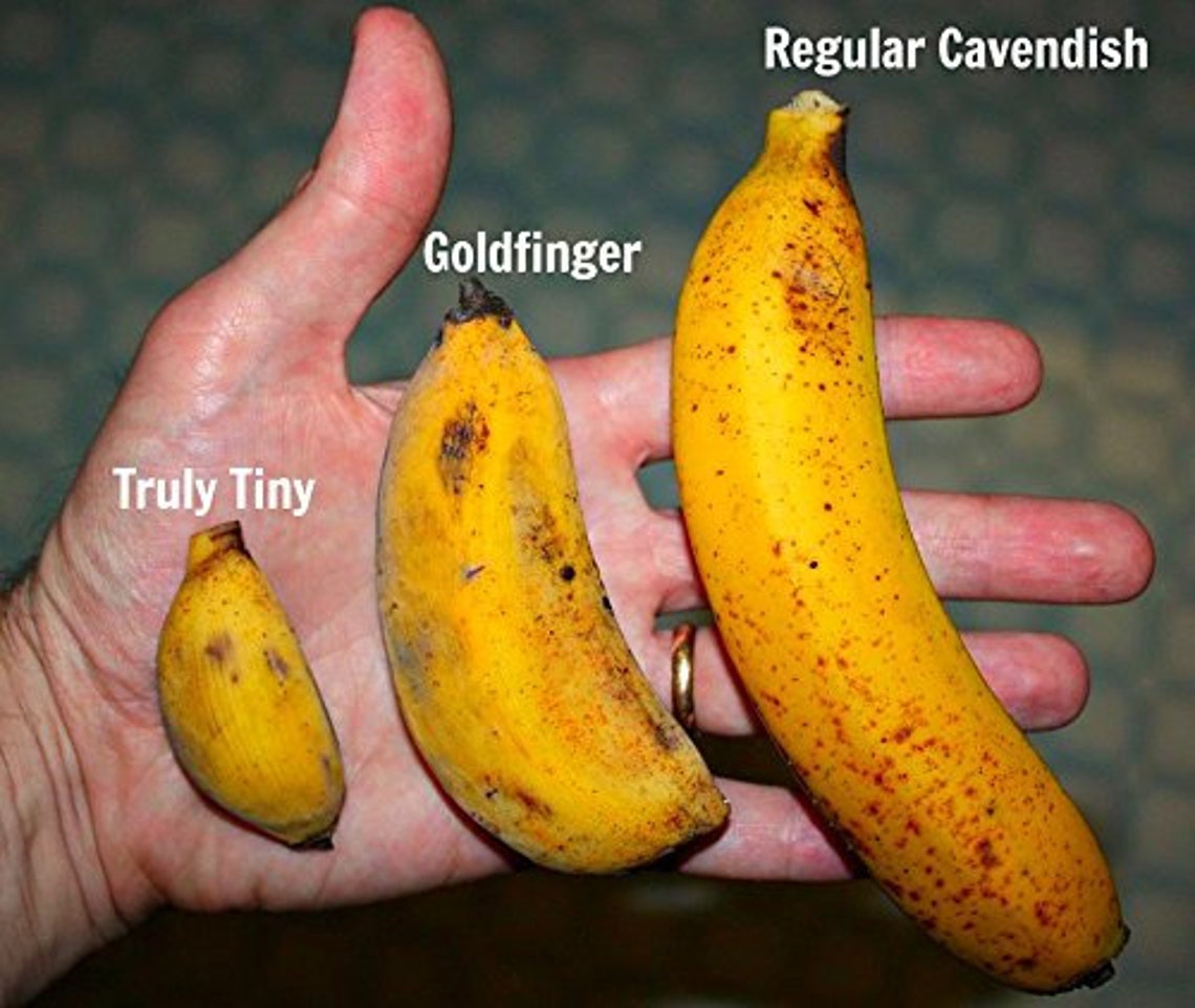 Musa 'Truly Tiny' Banana Plant Stays under 4' Etsy