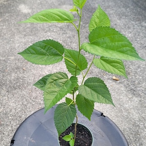 May include: A small potted plant with vibrant green leaves. The plant has a slender stem and is in a green plastic pot filled with dark soil. The leaves are large, textured, and have a serrated edge. The pot sits on a dark gray surface.