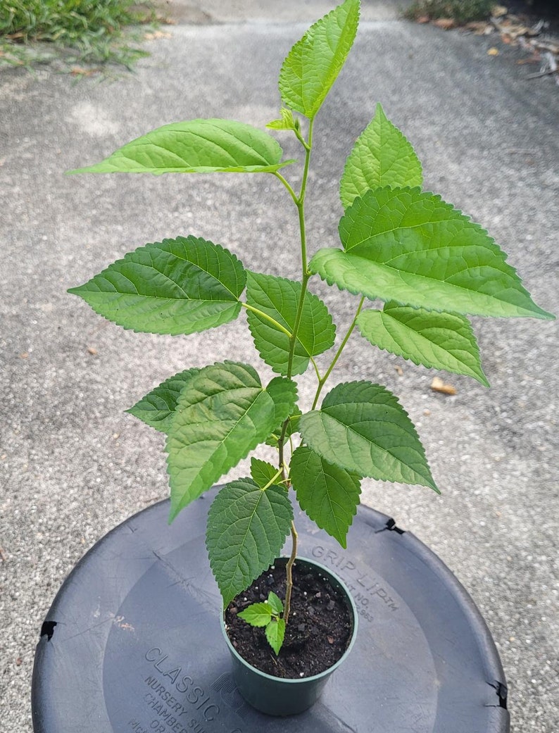 May include: A small potted plant with vibrant green leaves. The plant has a slender stem and is in a green plastic pot filled with dark soil. The leaves are large, textured, and have a serrated edge. The pot sits on a dark gray surface.