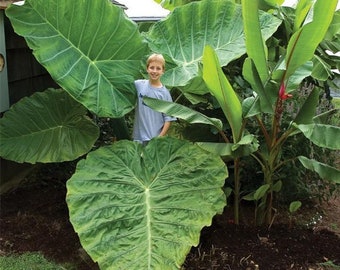 Thailand Giant - Gets Huge - Elephant Ear - Colocasia Gigantea - nice 6" tall  plant now ships.