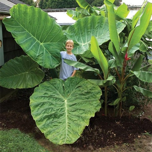 Thailand Giant - Gets Huge - Elephant Ear - Colocasia Gigantea - nice 6" tall  plant now ships.