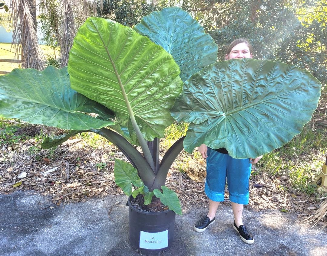 Alocasia 'dark Star- Beautiful 9" Elephant Ear Plant - Etsy Israel