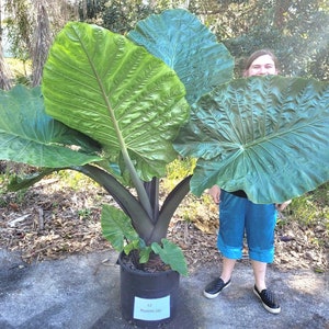 Elephant Ear - Etsy