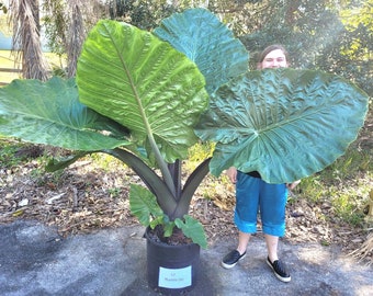 Alocasia 'Dark Star  - Beautiful Elephant Ear plant - now 8" tall.