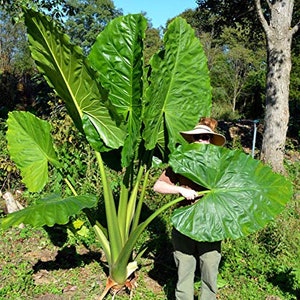 Alocasia Borneo King - Can get Huge - Beautiful Tropical Plant - 10" very healthy Elephant Ear plant.