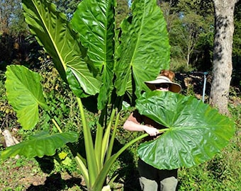 Alocasia Borneo King - Can get Huge - Beautiful Tropical Plant - 10" very healthy Elephant Ear plant.