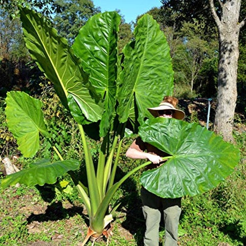 Alocasia Borneo King - Can get Huge - Beautiful Tropical Plant - 10" very healthy Elephant Ear plant.