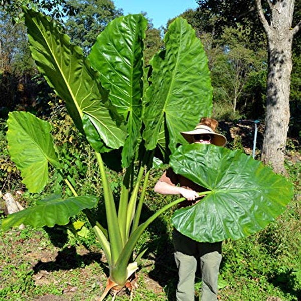 Alocasia Borneo King - Can get Huge - Beautiful Tropical Plant - 10" very healthy Elephant Ear plant.