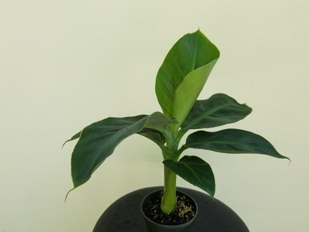 Musa 