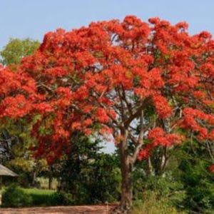 May include: A large, mature Delonix regia tree, commonly known as a royal poinciana, featuring a wide, spreading canopy densely covered in vibrant, bright red flowers and feathery green foliage against a clear, light blue sky background.