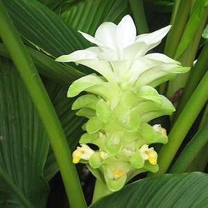 Yellow Turmeric Ginger - Curcuma longa, 12" plant in  4" pot.