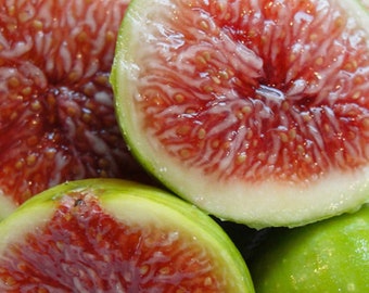 Sweet  Fig ‘Ischia’ -  12" Healthy Plant  shipped.