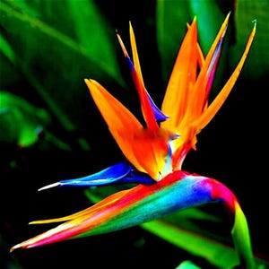 May include: A vibrant Bird of Paradise flower featuring sharp, pointed orange petals that extend upward, contrasted by deep blue, elongated sepals. The base of the flower displays a gradient of green, blue, and pink hues, creating a striking visual.