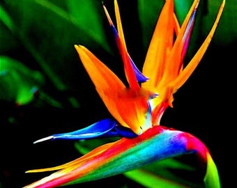 Bird of Paradise Seeds – Strelitzia Reginae Orange & Blue