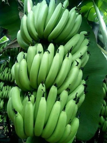 Best Edible for cold weather 'Dwarf Orinoco' - Banana Plant -…