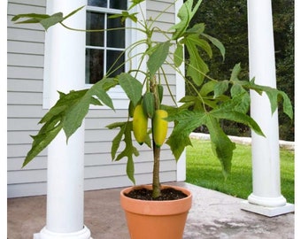 Babaco  Dwarf Papaya Plant - Sweet Strawberry, Melon flavor -  Cold Hardy -  Beautiful 10" plant.